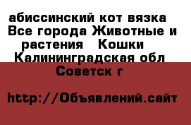 абиссинский кот вязка - Все города Животные и растения » Кошки   . Калининградская обл.,Советск г.